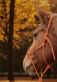 Halter edycja jesienna - pomarańczowy